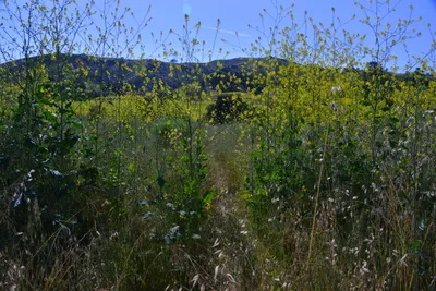 DSC_6125 (Large).JPG